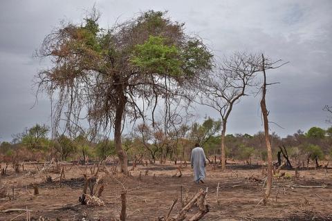 Deforestation site in sub-Saharan Africa