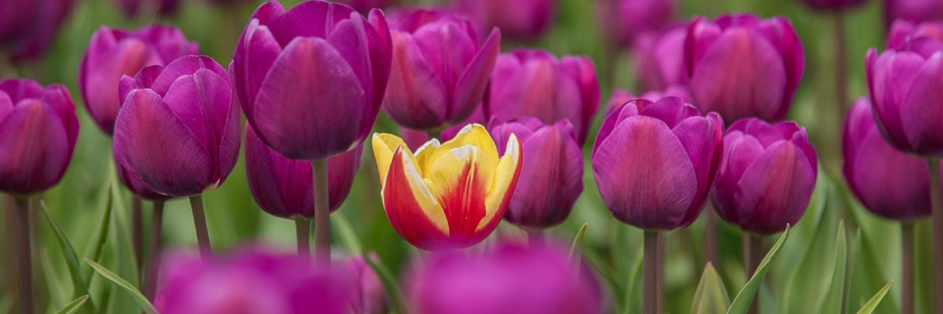 tulpen, hoogbegaafdheid, onderscheidenheid, Inclusiveness