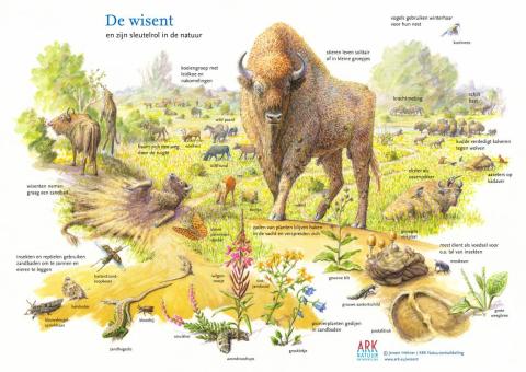 Wisent and wurroundings