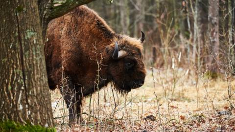 bison in pools bos